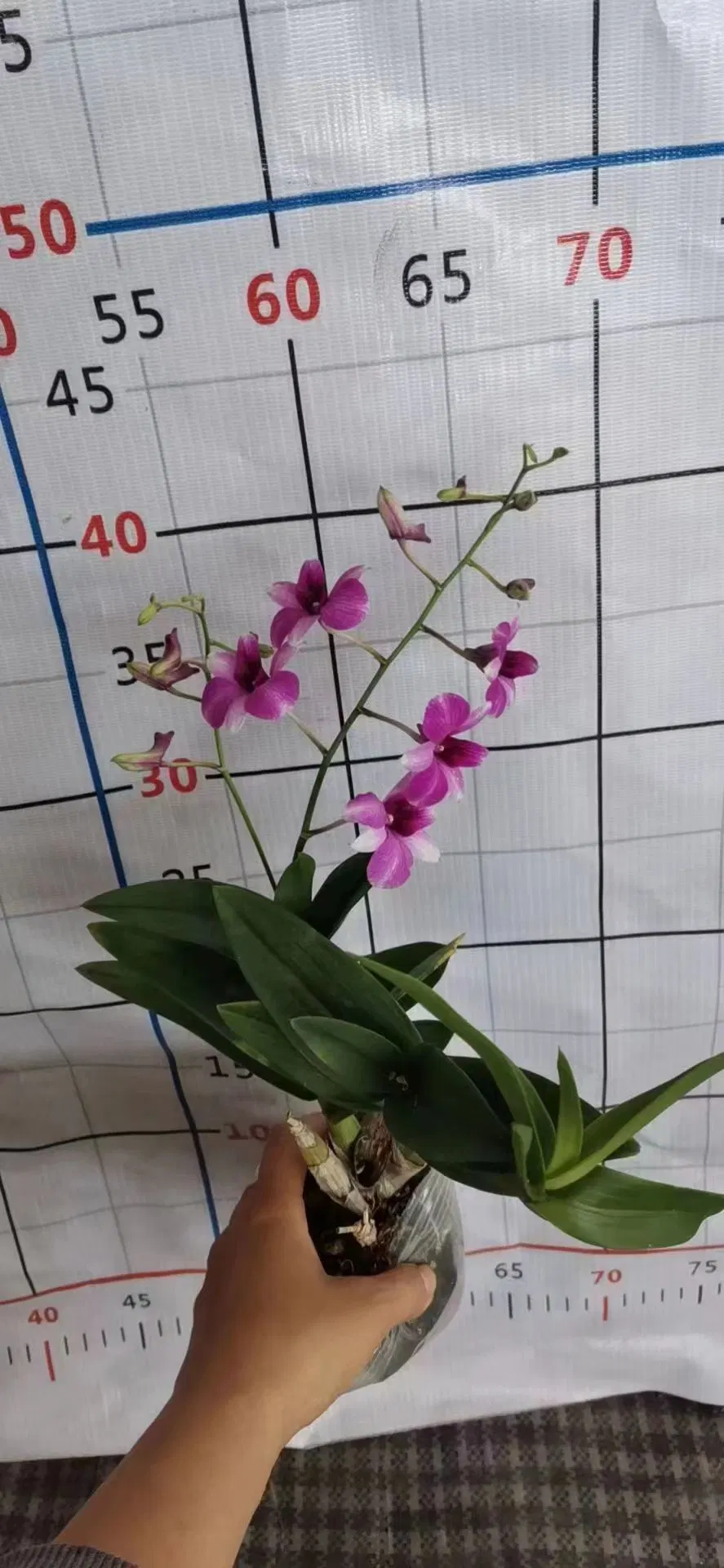 Dendrobium nobile Lindl. Las plantas reales