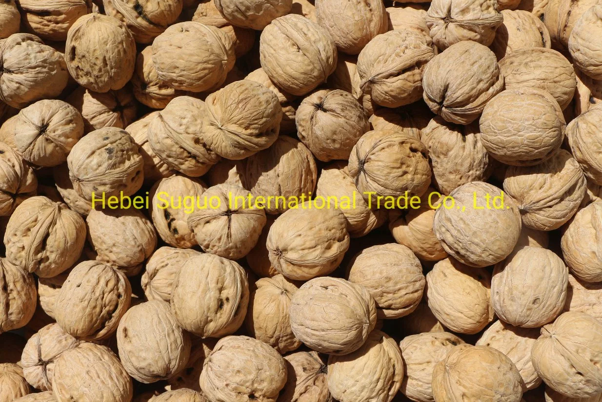 Fresh Whole Nuts Raw Halves Kernels Fruit Walnut High quality/High cost performance Halves Walnut Kernel Without Shell North China