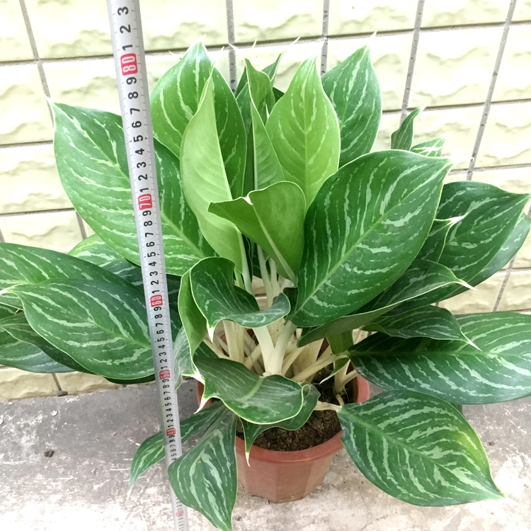 Aglaonema Commutatum Pseudo-Bracteatum White Rajah