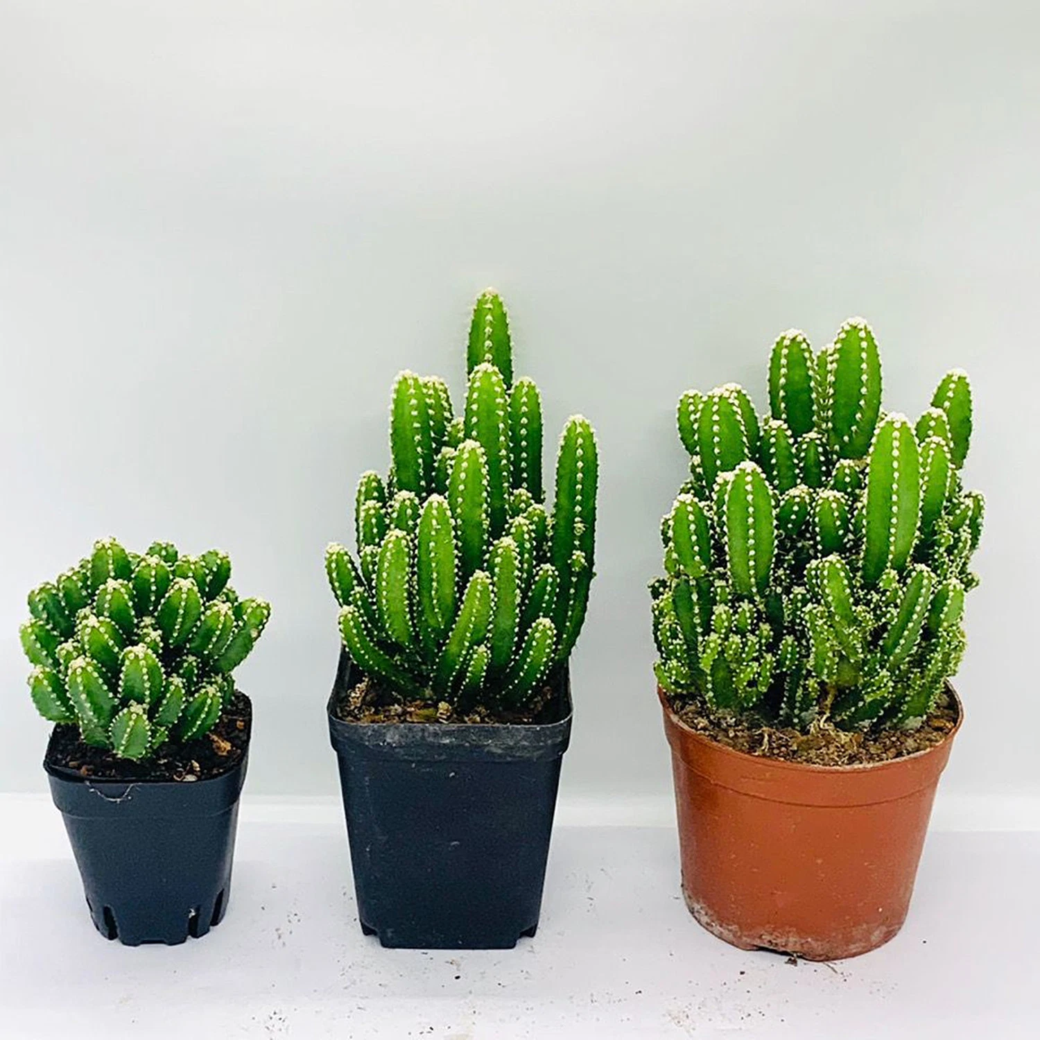 Cereus &prime; Fairy Castle&prime; Cactus Indoor &Outdoor Decoration Wholesale/Supplier Hot Sale