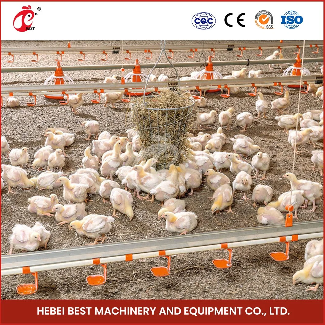 Bestchickencage Broiler profunda del sistema personalizado de la camada de ODM China Nuevo Material PP profunda la cría de la Camada la fabricación del sistema