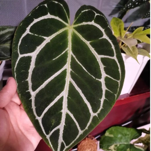 Anthurium Crystallinum Linden & Andr&eacute; Indoor Plants