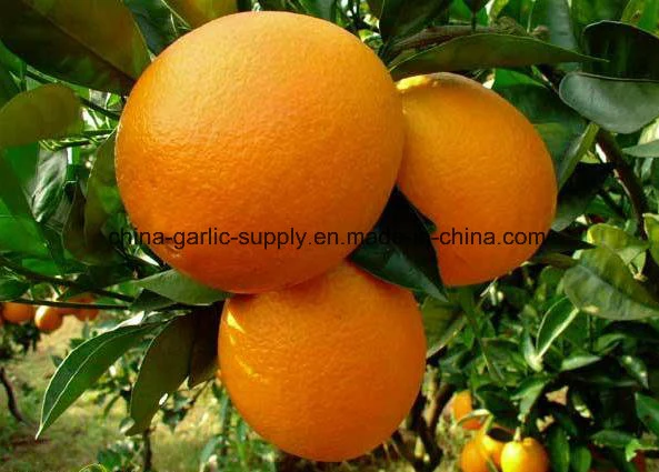 New Crop Wholesale/Supplier Mandarin Fresh First Quality Navel Orange