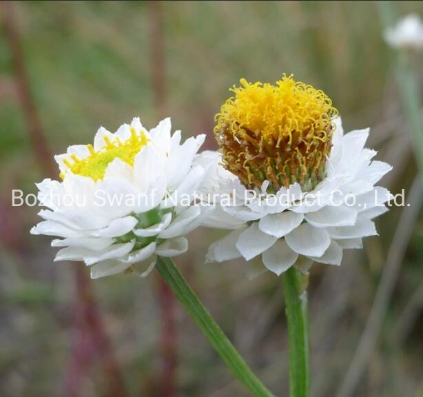 1kg Popular Plants Winged Everlasting Flower Ammobium Alatum Seeds for Sale