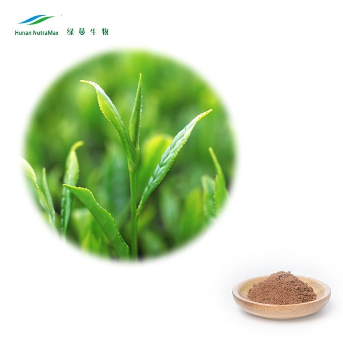 L-Theanine Polyphenols Catechins EGCG Powder From Chinese Green Tea Extract Powder