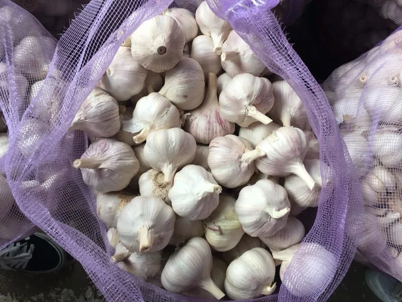 5.0cm 5.5cm 6cm Normal White Fresh Shandong Garlic