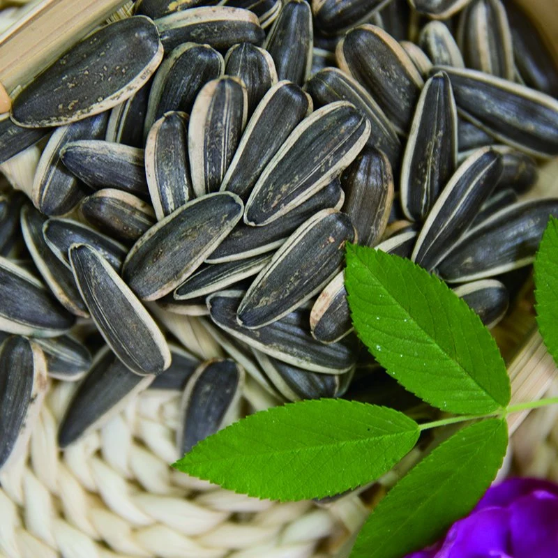 Chinese Inner Mongolia Origin Sunflower Seed 361