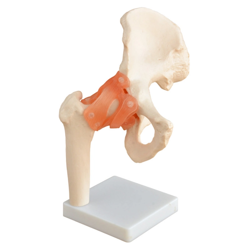 Flexible Life-Size Human Shoulder Joint Model