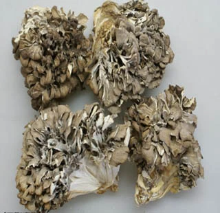 Maitake Mushroom Extract 10% Polysaccharides for Fucntional Food