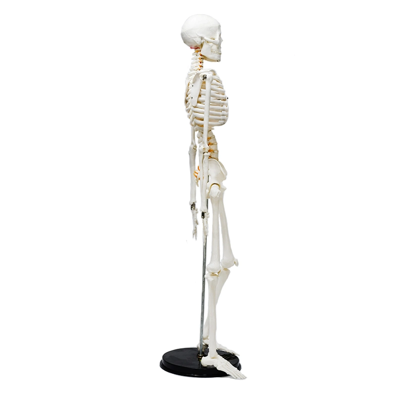 85cm White Human Skeleton Model with Neurovascular Green Breastbone