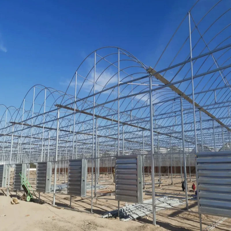 Das landwirtschaftliche Wasserkultur Polycarbonat-Blatt-Gewächshaus wachsen Systeme