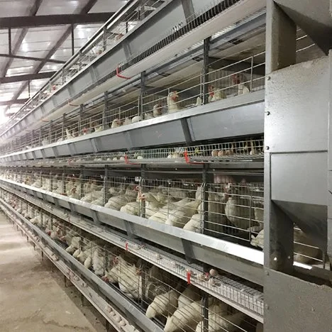 Un design moderne H de type automatique les élevages de volailles des cages de poulet de la couche de la batterie