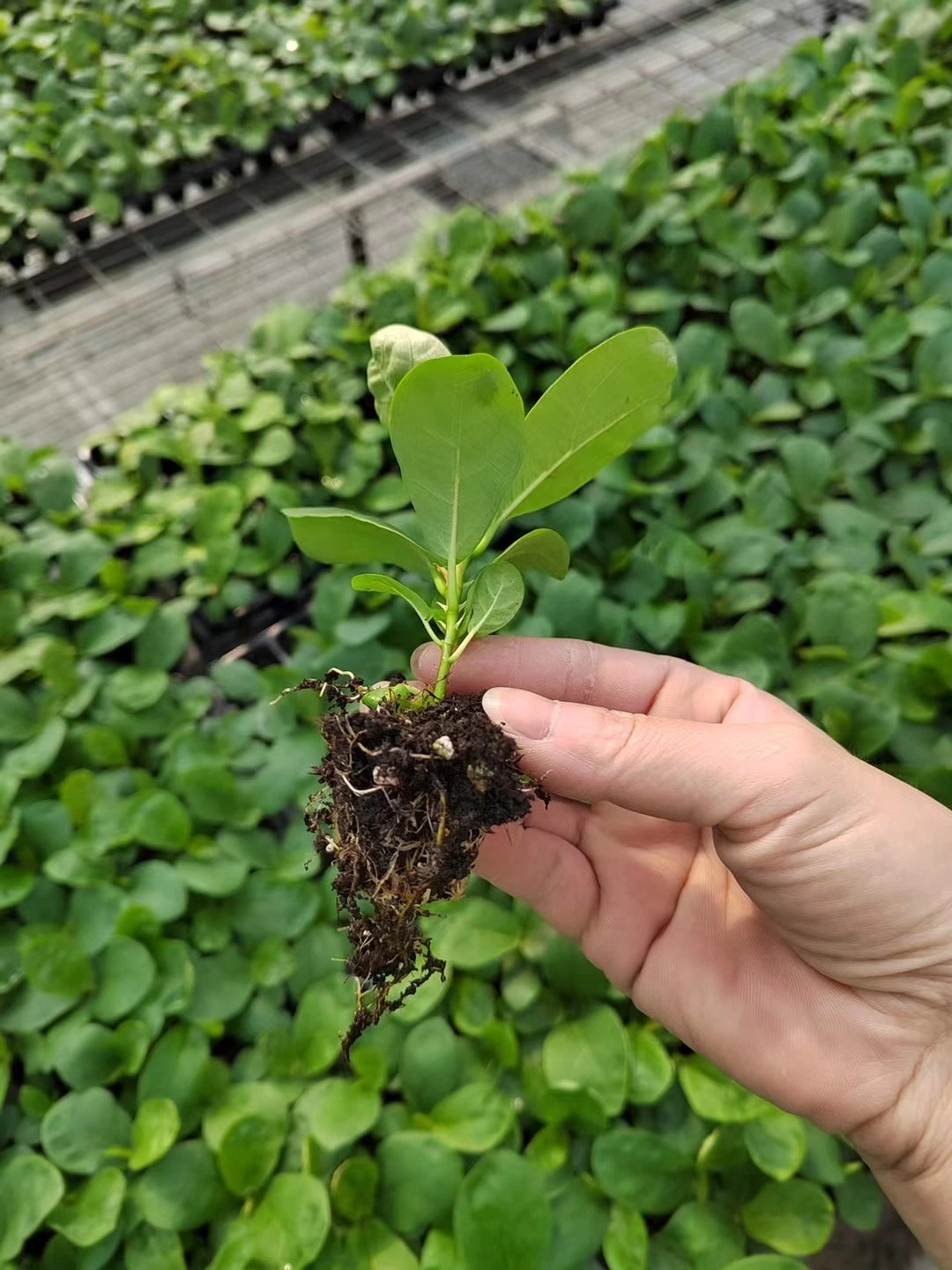 Ficus lyrata Mayorista de plantas de cultivo de tejidos de la bandeja de la plántula