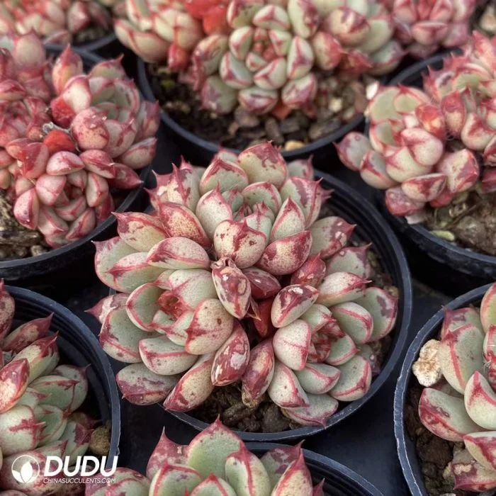 Dudu mottled Real Rare Hardy Echeveria кровь капля Natural Live Сочное