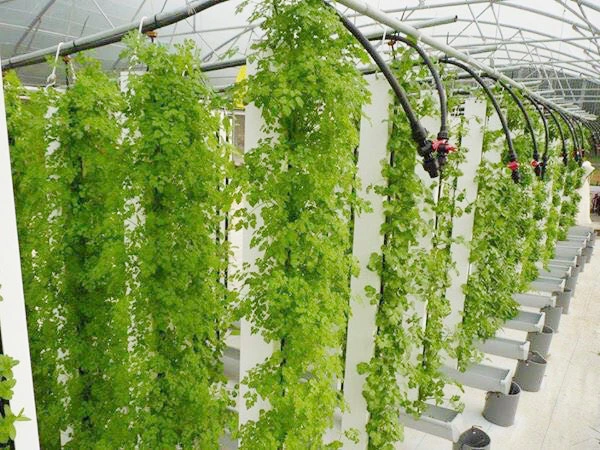 Sistemas de crecimiento de plantas hidropónicas verticales interiores