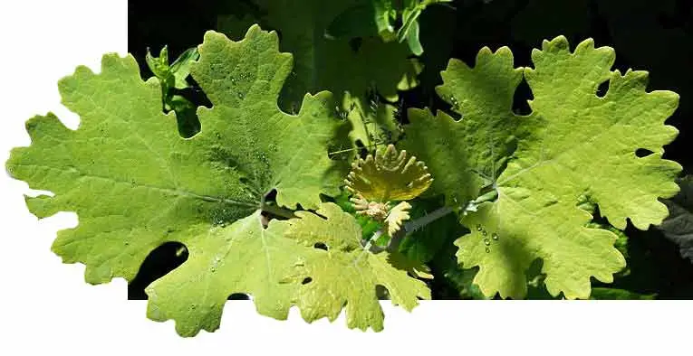 Vente d'alcaloïdes d'extrait de plante sanguinarine Chelerythrine Macleaya Cordata extrait