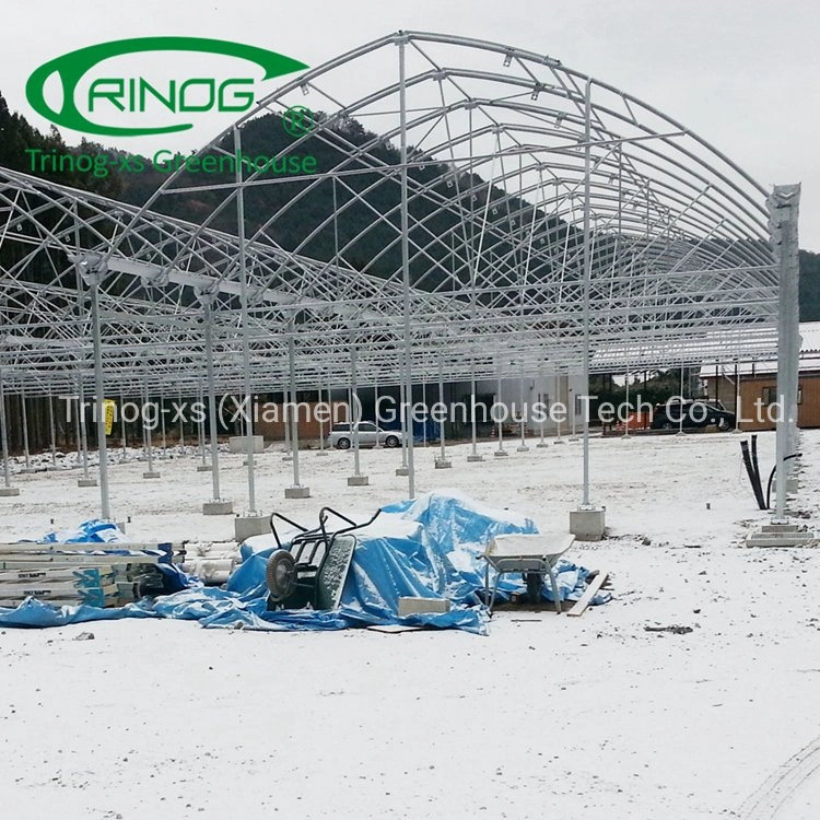 Trinog Greenhouse plastic film gothic roof vent poultry farm greenhouses for lettuce hydroponics