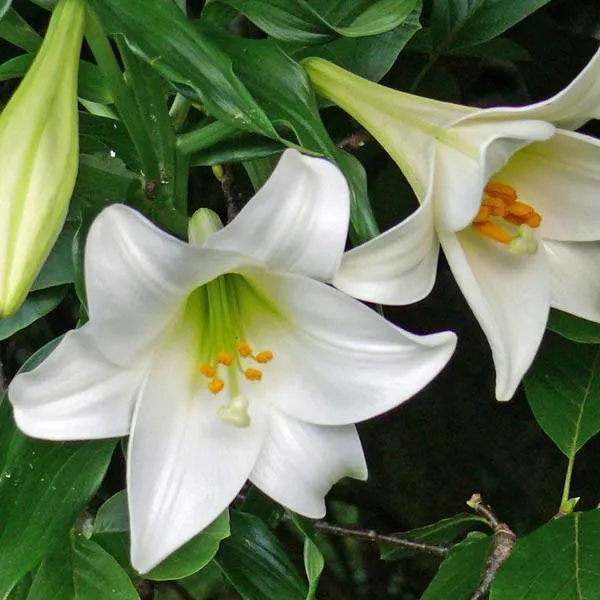 Lilium Formolongi Seeds Longiflorum Seeds Sell Easter Lily