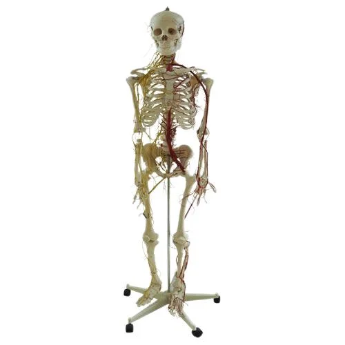 Modelos de ensino de laboratório Human 170cm Human Skeleton com artérias principais E espinal nervos esqueleto de PVC