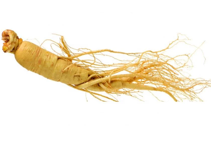 High Grade Fresh American Ginseng Panax Ginseng Korean Red Ginseng Root