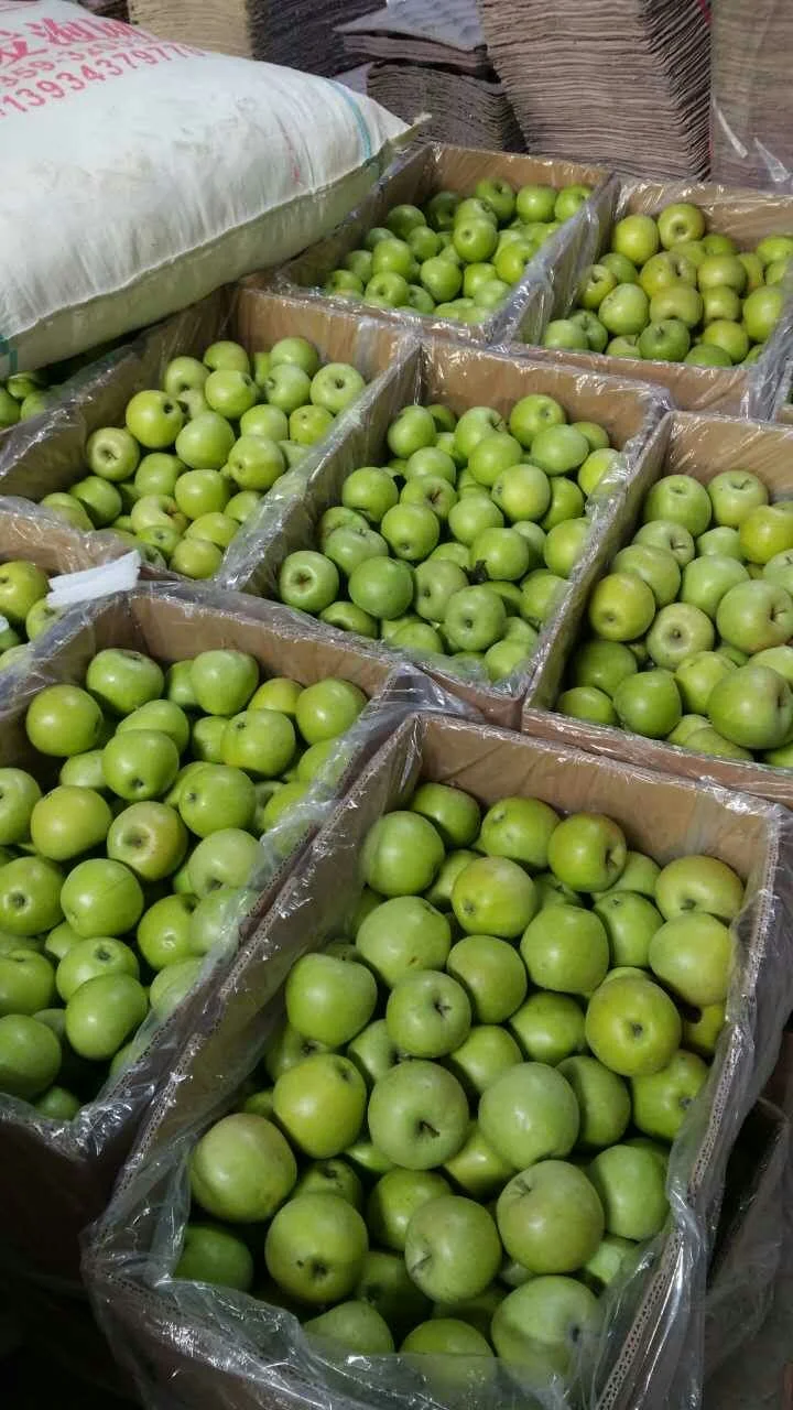 New Season Green Qinguan Fresh Apples