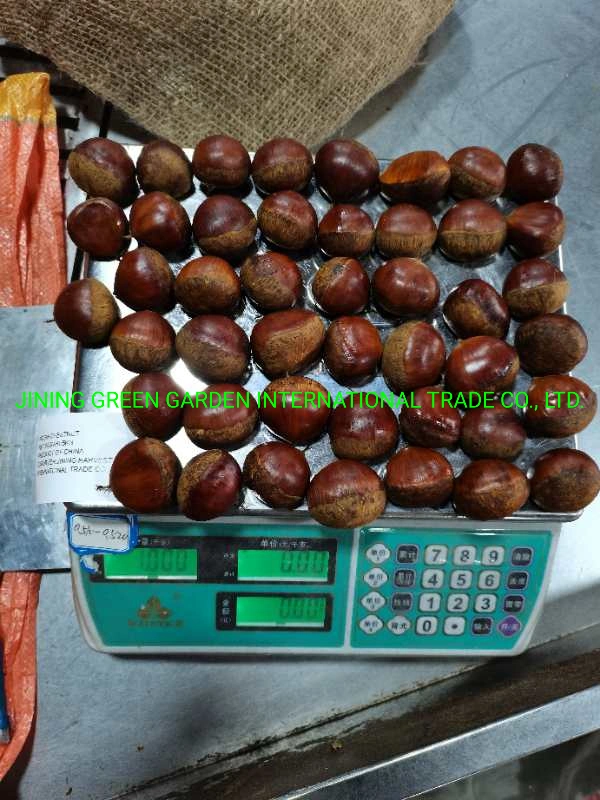 الصينية New Crop Fresh Taian أو Dandong Chestnut Factory Best جودة عالية