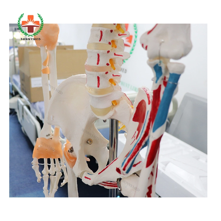 Sy-N021 Medical Educational Equipment Advanced PVC Anatomy Human Skeleton Model