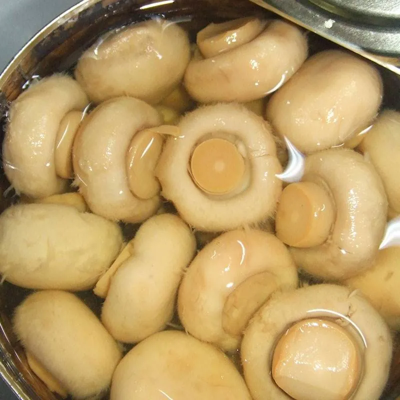 Mushroom Slice Pieces and Stems with High Quality with FDA Certification Canned Mushroom Fungus Food