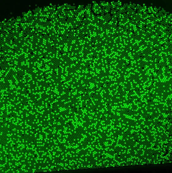 Cámara de microscopio CCD USB 3,0 de montaje en C BestScope BUC6B-140BM con refrigeración de Te