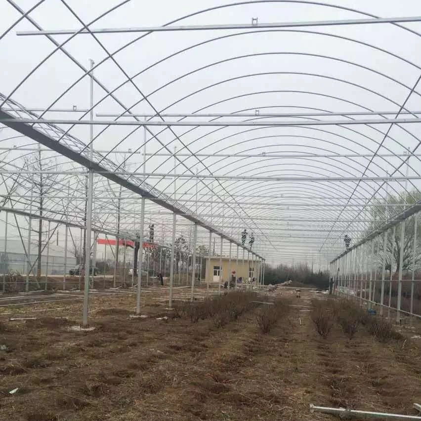 Smart Multi-Span película tipo arco de la agricultura de gases de efecto para las verduras con Hidroponía sistemas de cultivo para el cultivo del tomate imagen