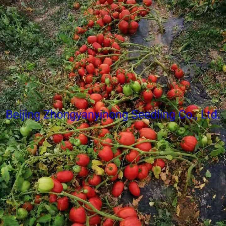 Df12 Big Size Oval Determinate Hybrid Tomato Seeds Vegetable Seeds for Hot Selling