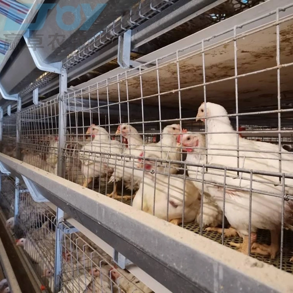 Granja de la capa de aves de corral automático de jaulas en batería ganado el equipo de pollo huevo