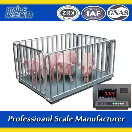 Factory Customize Animal Sheep and Goat Weighing Scales for Pig Cattle Cow