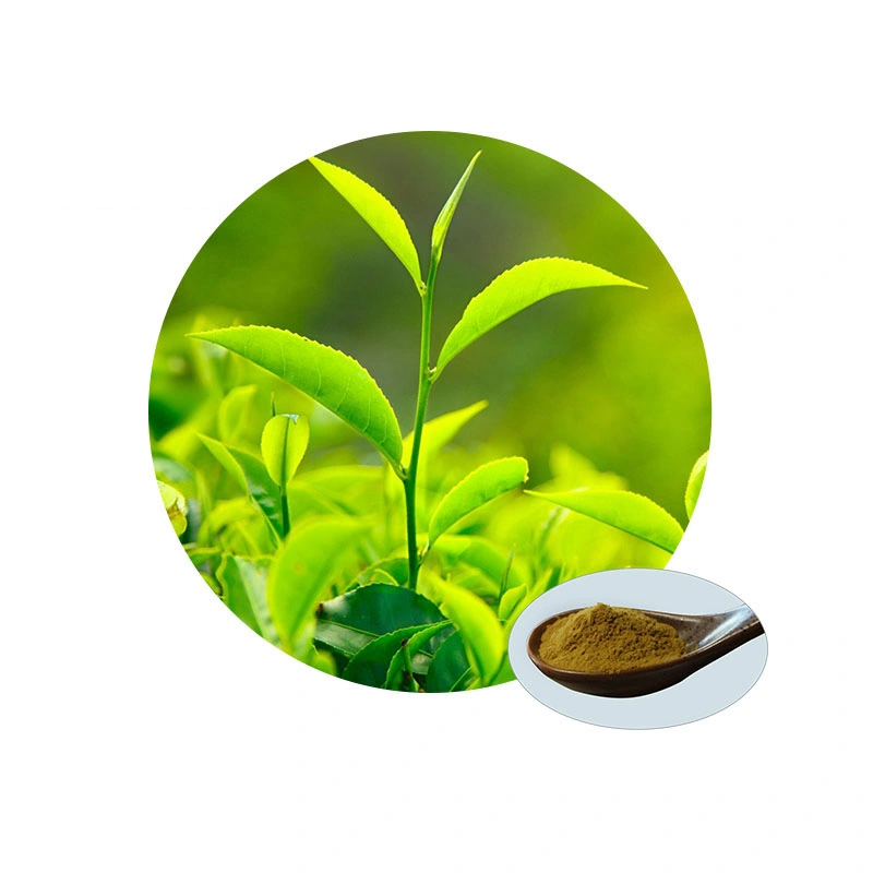 Green Tea Extract Polyphenols EGCG Plant Extract Powder