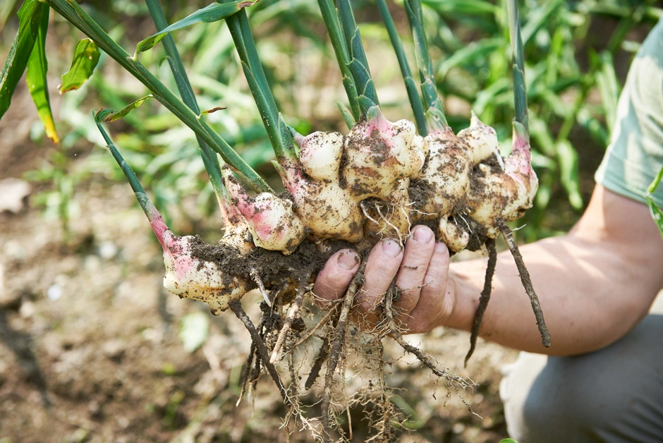 Super Quality Chinese Fresh Ginger to Canada Market