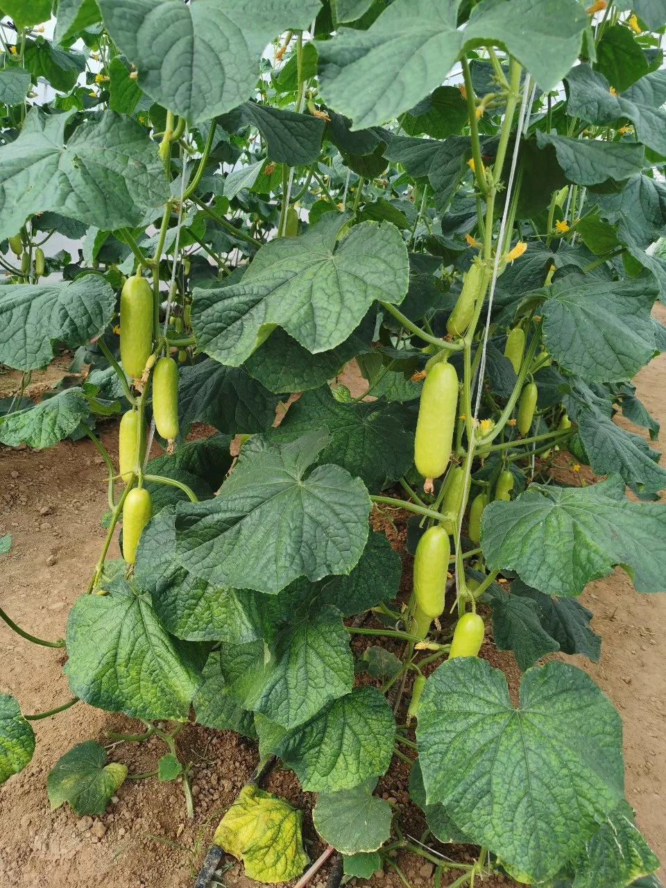 Heat Cold Strong Disease Resistance Spikes Cucumber Seeds for Planting