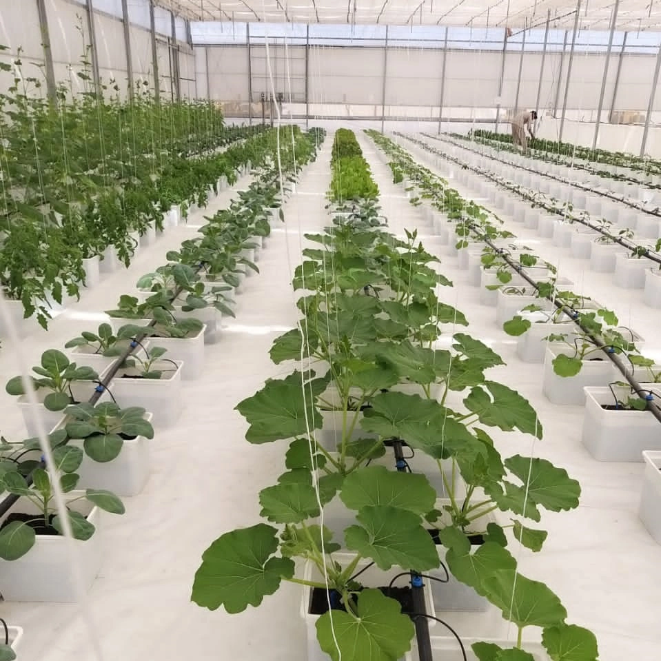 Effet de serre de plus en plus de godet de la culture hydroponique système néerlandais pour le concombre