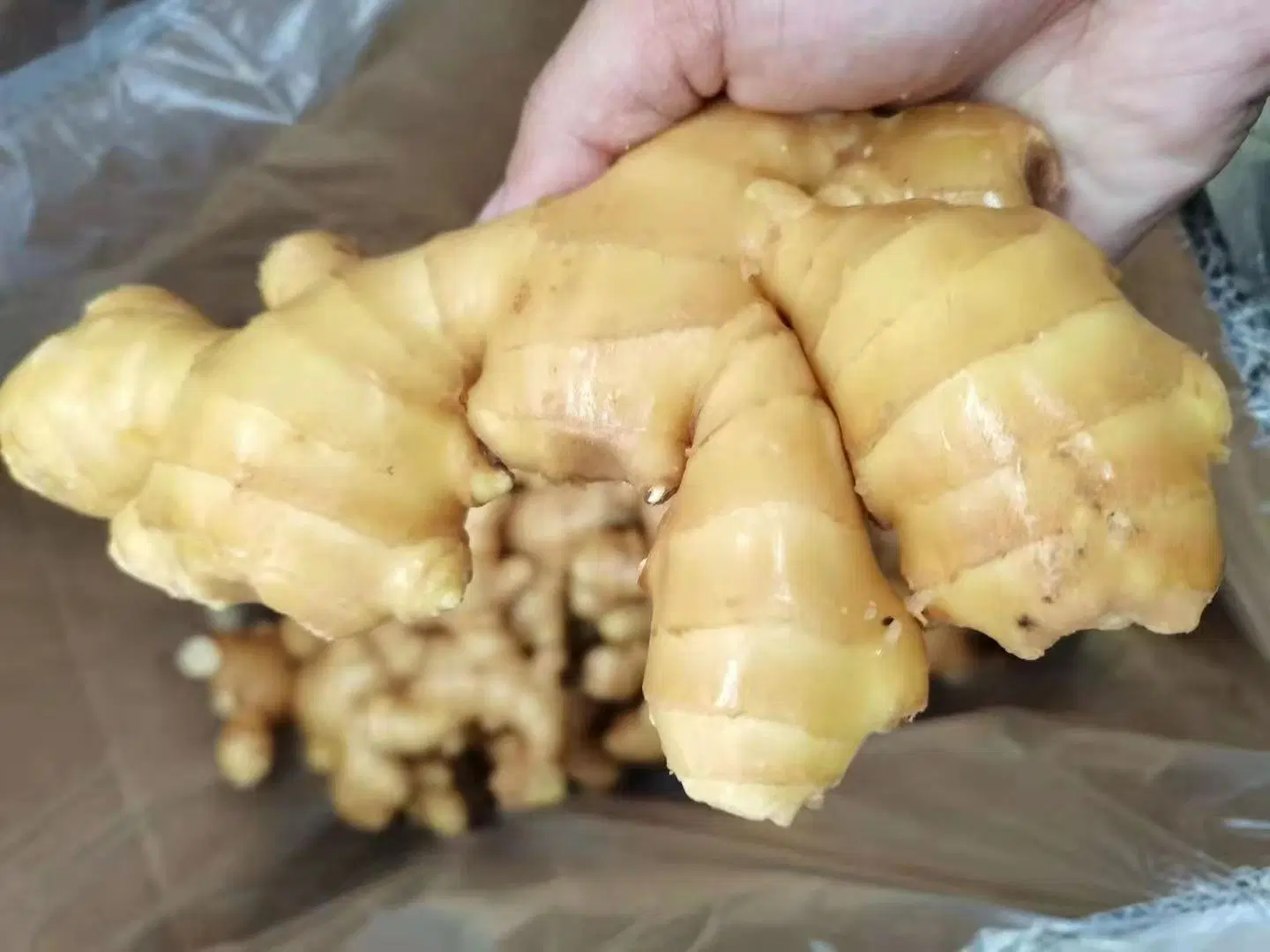 Fresh Ginger From Own Factory for Japan Market