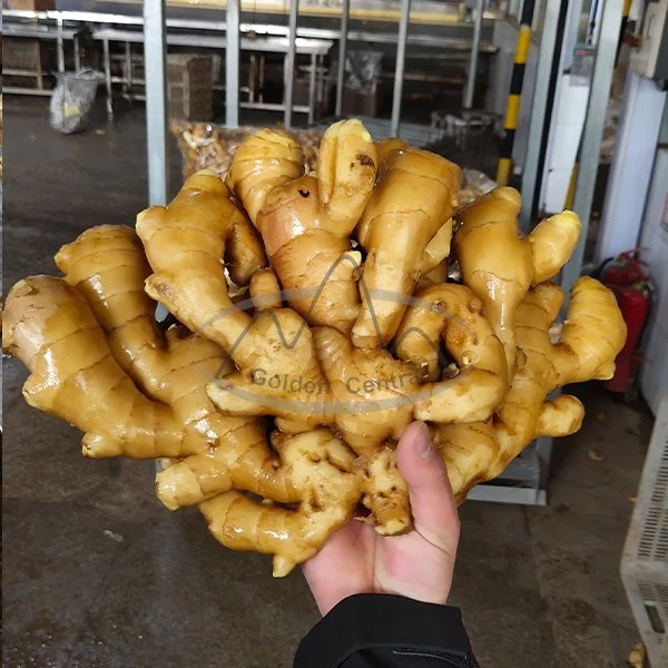 Supplier From China for Sale Fresh Dried Ginger