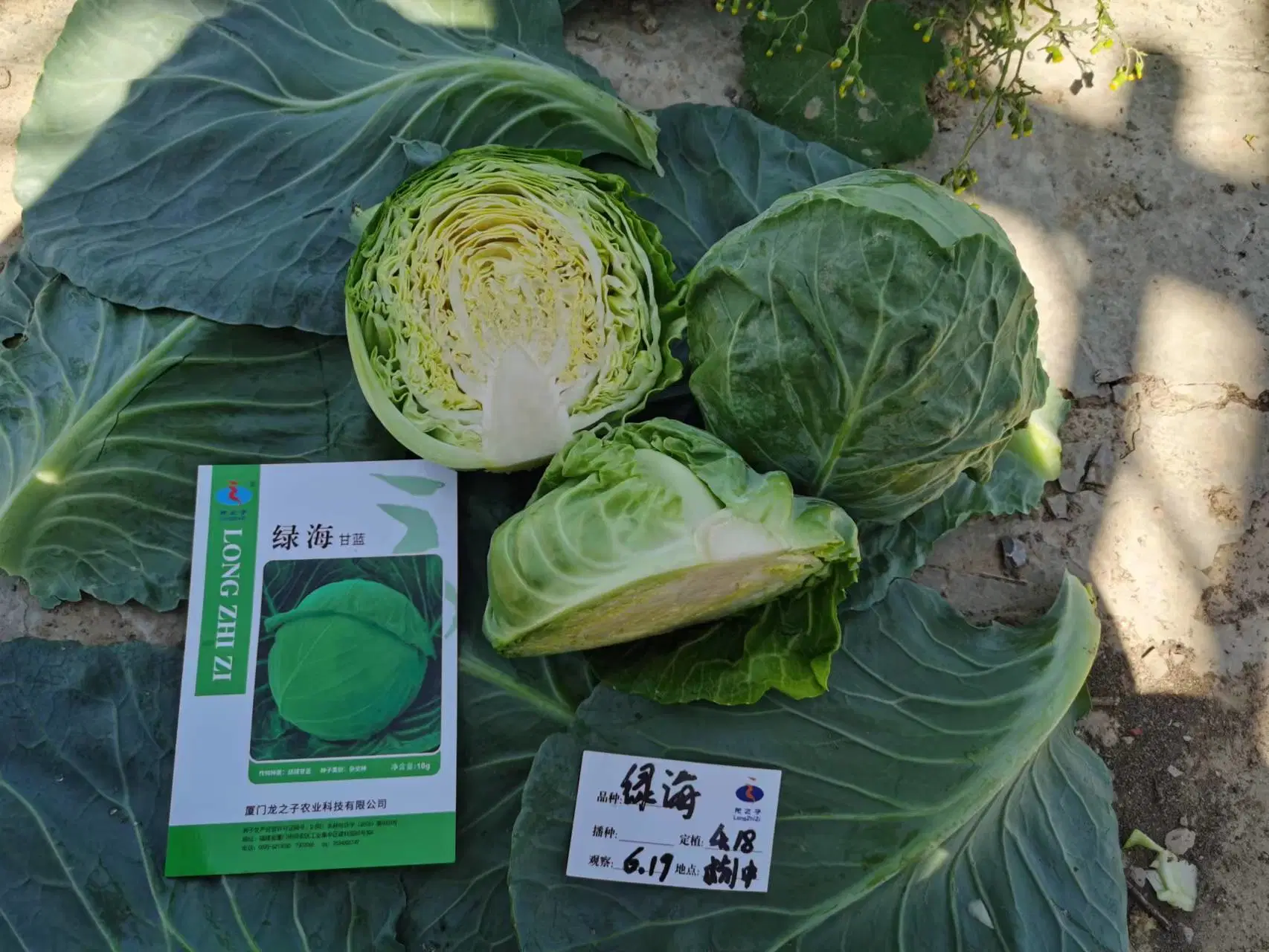 55days Green Cabbage Seeds Spring and Autumn Vegetable Seeds for Sale