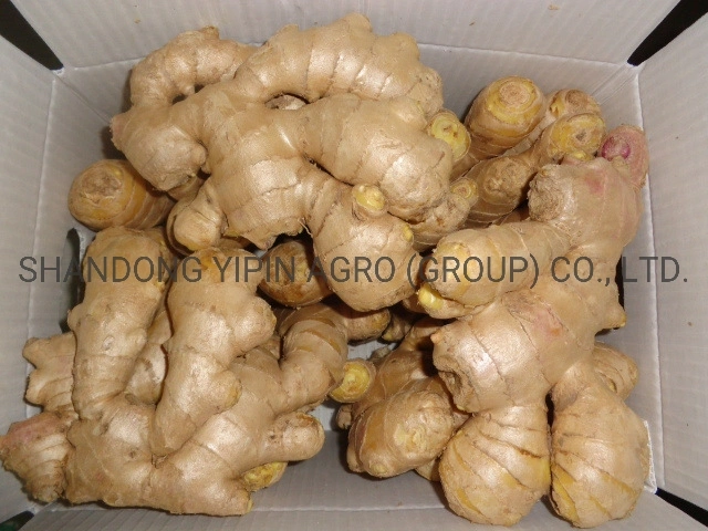 Air Dry Ginger in Premium Quality with Different Sizes for Export From Shandong Province