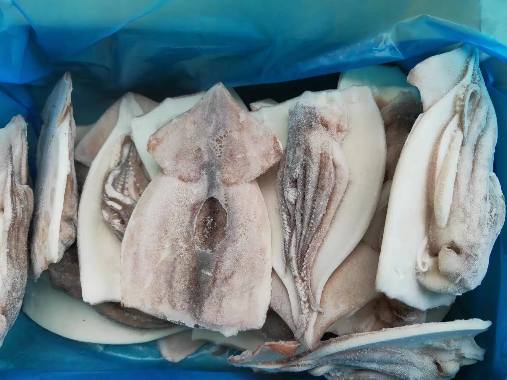 Fruits de mer congelés, calmar géant filet, de fruits de mer filet Sotong Calamari Squid