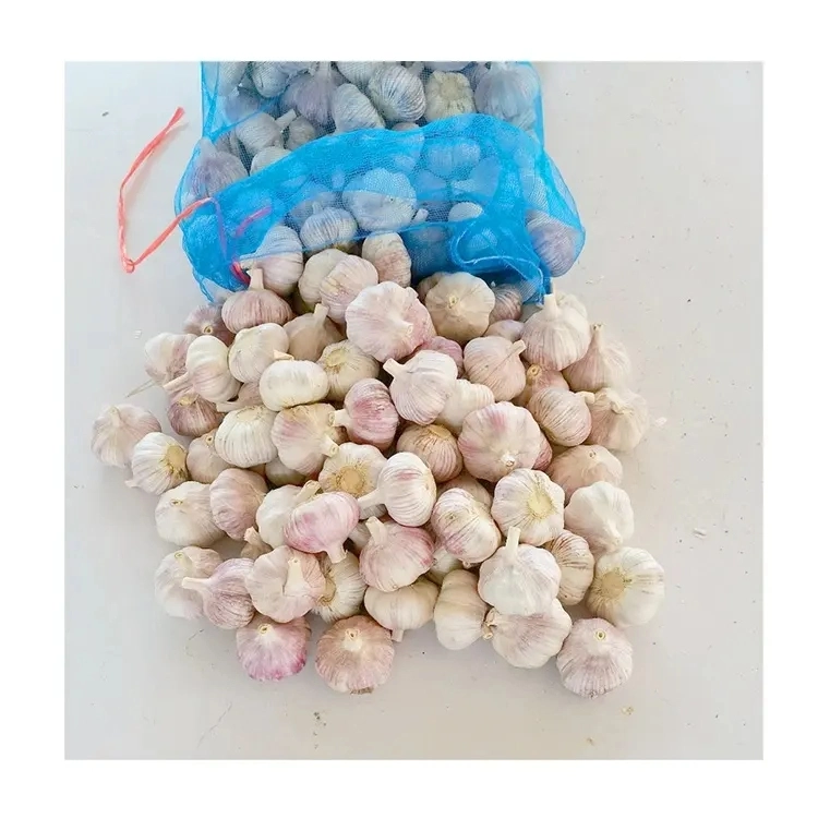 Origin Fresh Purple Garlic in China