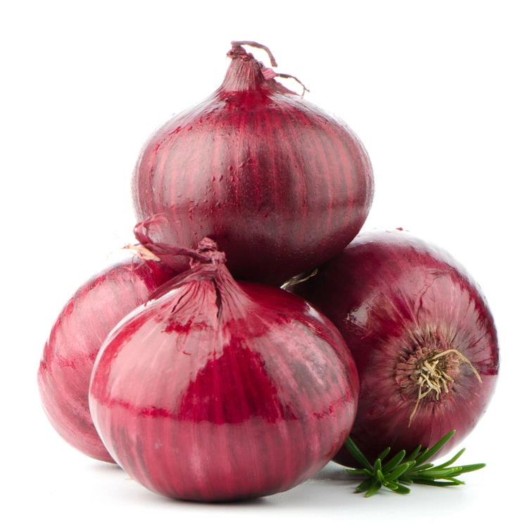 Wholesale Onion Bawang Bombay Onion Fresh Red Onion with Export Price