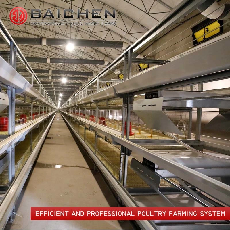 Fully Automated Tunnel Ventilated Broiler Poultry Farm House Multi-Tier Chicken Cages