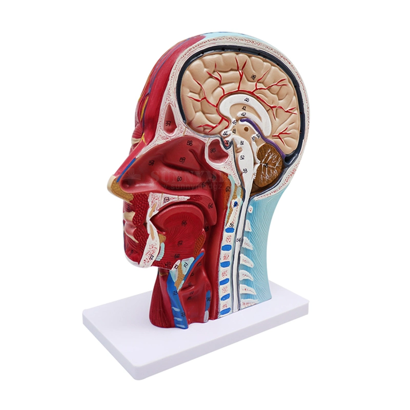 Sy-N027 Anatomisches Modell Medizinische Wissenschaft Trainingsmodell menschlicher Halbkopf Gefäße Neurovaskuläres Modell