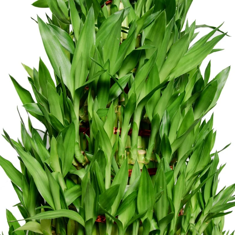 Natural Looking Artificial Outdoor Big Lucky Bamboo Live Plants S3 Tower Lucky Bamboo