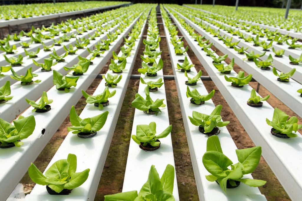 Commercial Multi-Span Systems for Leafy Greens Vegetables Greenhouse