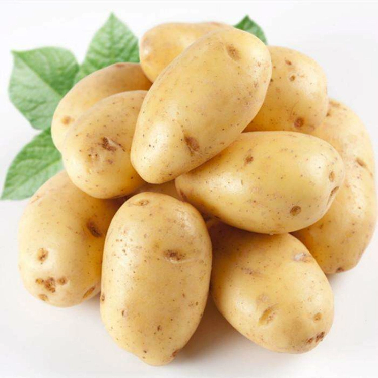 Large Russet Fresh Potato Supplier 80g 100g 150g 200g