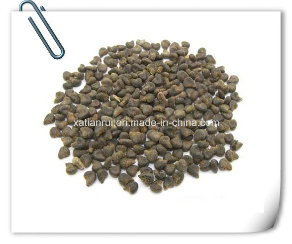 Manufacturer Natural Cluster Mallow Fruit Extract Powder